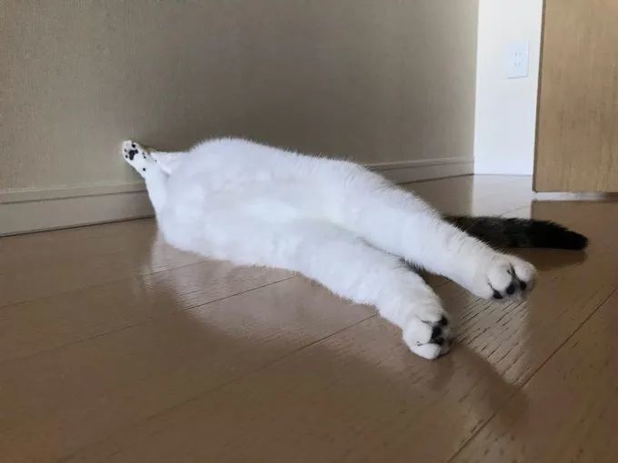 《动森》第一届钓鱼大赛结束啦!《胡闹搬家》发布新预告片!| Jump简报